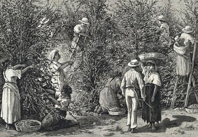 Historia del café
